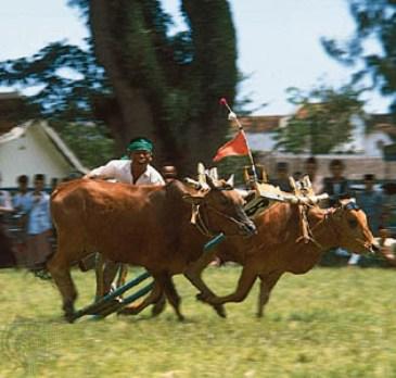 Aneh, Meminta Hujan dengan Menggelar Karapan Sapi