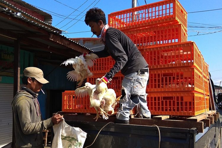 Harga Anjlok, Peternak di Solo Obral Ayam di Pinggir Jalan