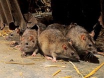 Tikus Raksasa Iran Tikus Raksasa Iran